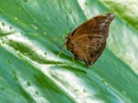 Schmetterling braun mit Augen an Hinterflügel